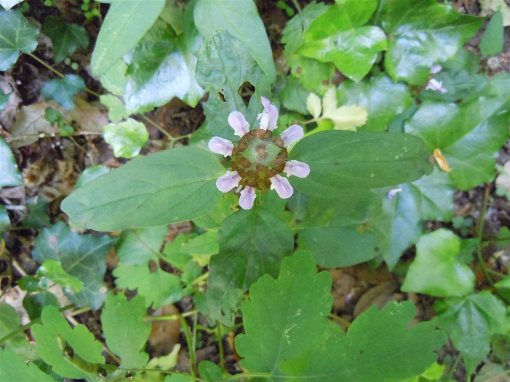 Prunella vulgaris